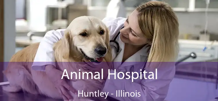 Animal Hospital Huntley - Illinois