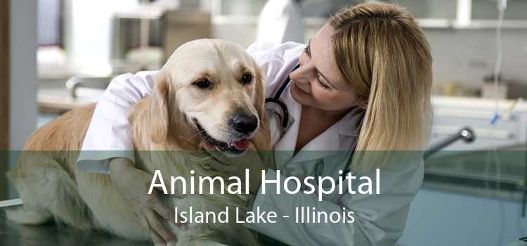 Animal Hospital Island Lake - Illinois