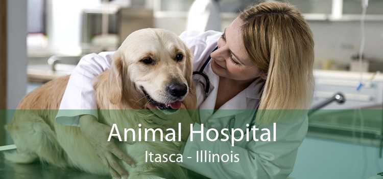 Animal Hospital Itasca - Illinois