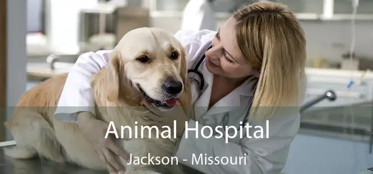 Animal Hospital Jackson - Missouri