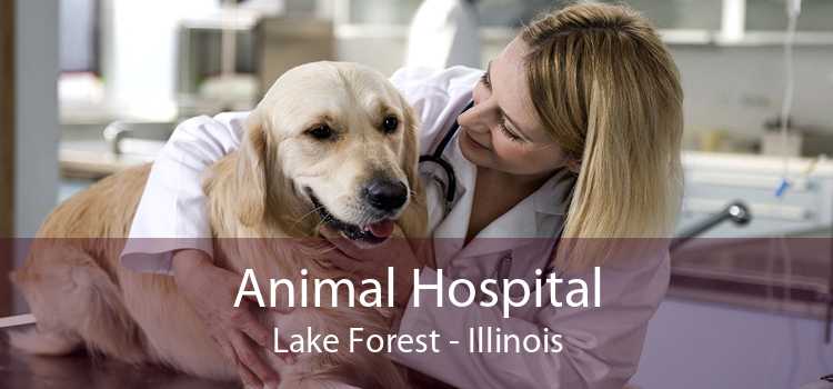 Animal Hospital Lake Forest - Illinois