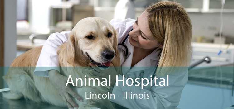 Animal Hospital Lincoln - Illinois