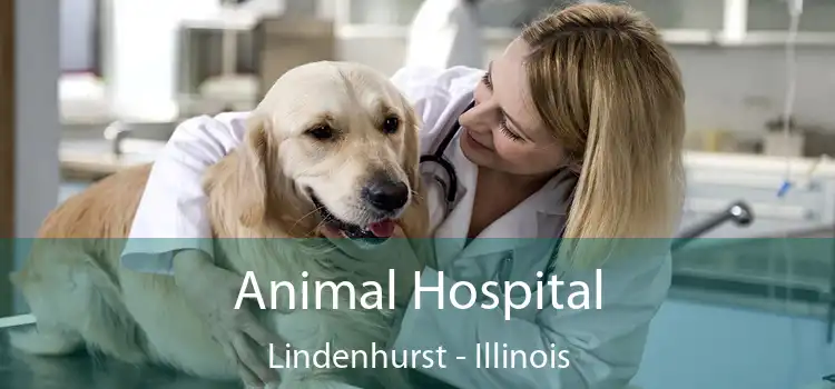 Animal Hospital Lindenhurst - Illinois