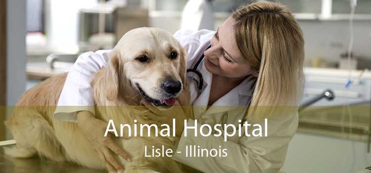 Animal Hospital Lisle - Illinois