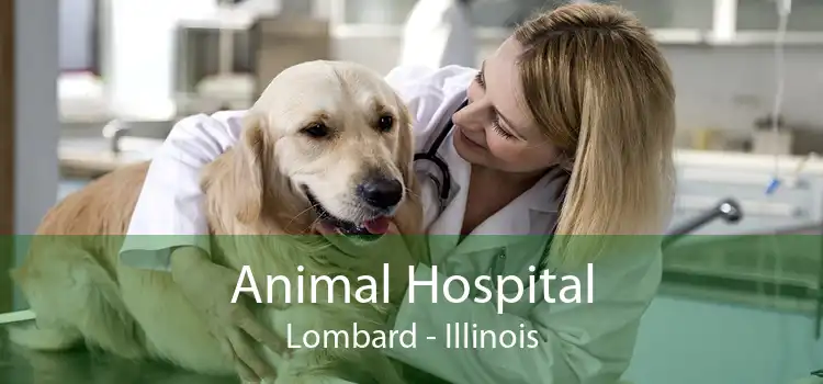 Animal Hospital Lombard - Illinois