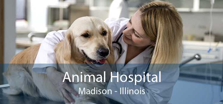Animal Hospital Madison - Illinois