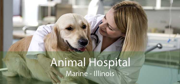 Animal Hospital Marine - Illinois