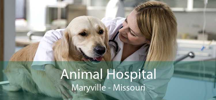 Animal Hospital Maryville - Missouri