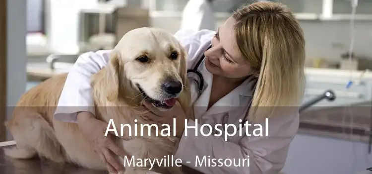 Animal Hospital Maryville - Missouri