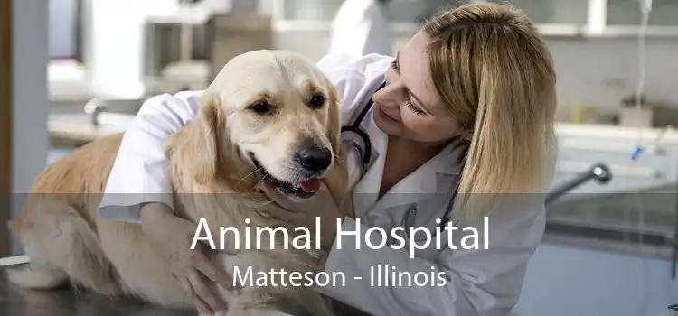 Animal Hospital Matteson - Illinois
