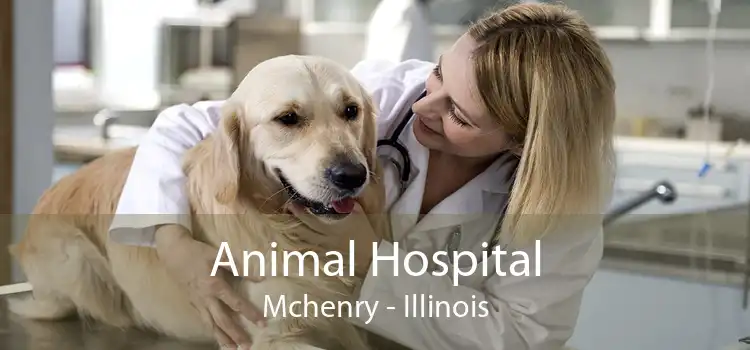 Animal Hospital Mchenry - Small, Affordable, And Emergency Animal Hospital