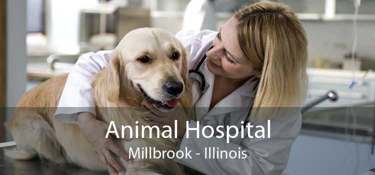 Animal Hospital Millbrook - Illinois