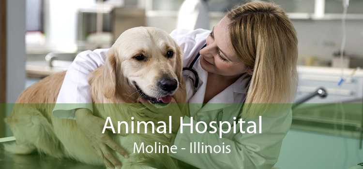 Animal Hospital Moline - Illinois