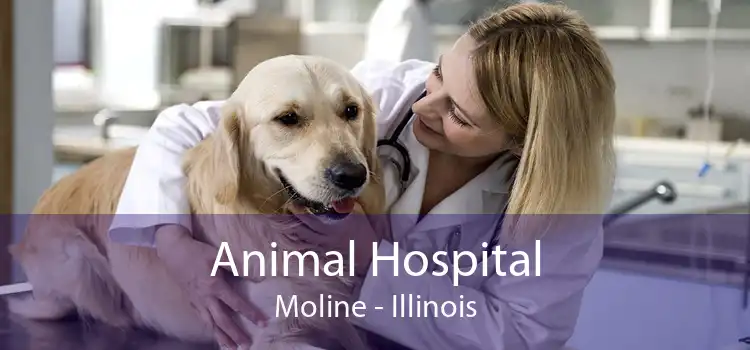 Animal Hospital Moline - Illinois