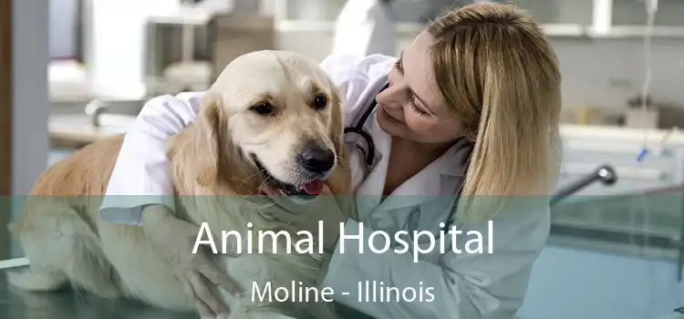 Animal Hospital Moline - Illinois