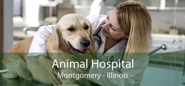 Animal Hospital Montgomery - Illinois