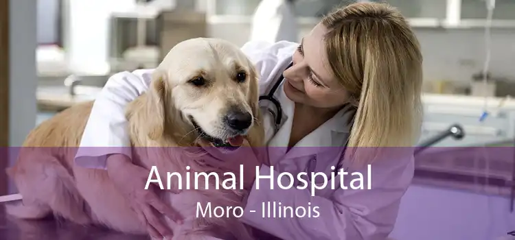 Animal Hospital Moro - Illinois