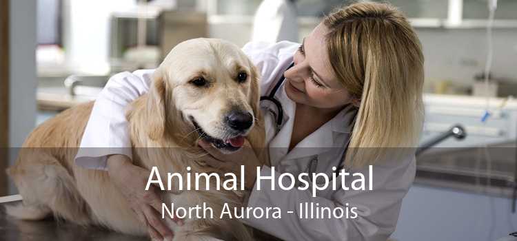 Animal Hospital North Aurora - Illinois