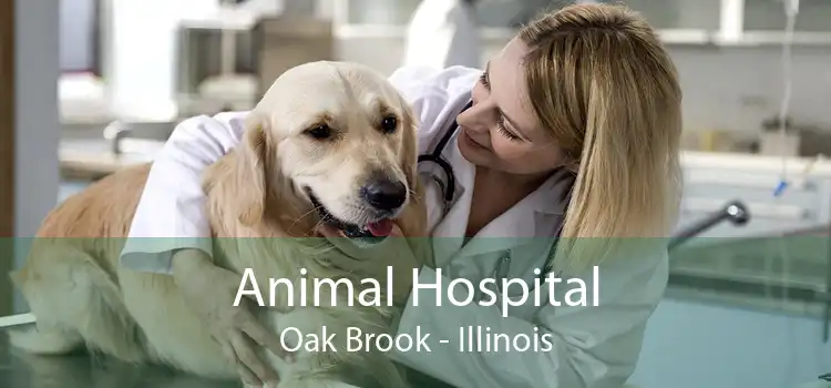 Animal Hospital Oak Brook - Illinois