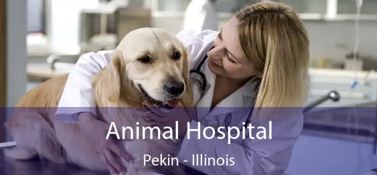 Animal Hospital Pekin - Illinois