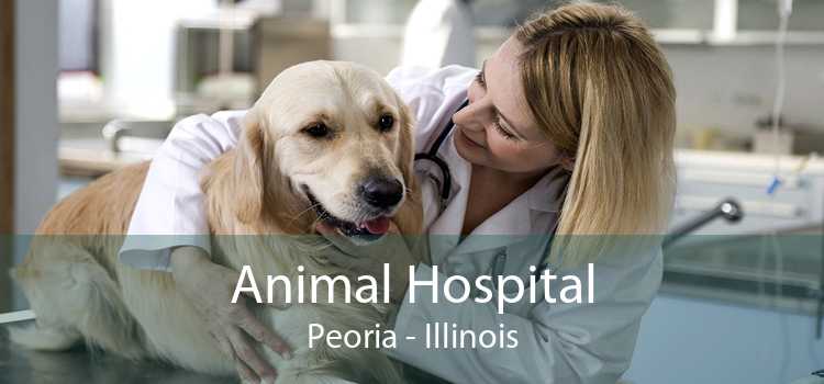 Animal Hospital Peoria - Illinois