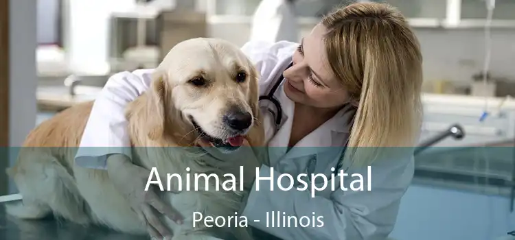 Animal Hospital Peoria - Illinois