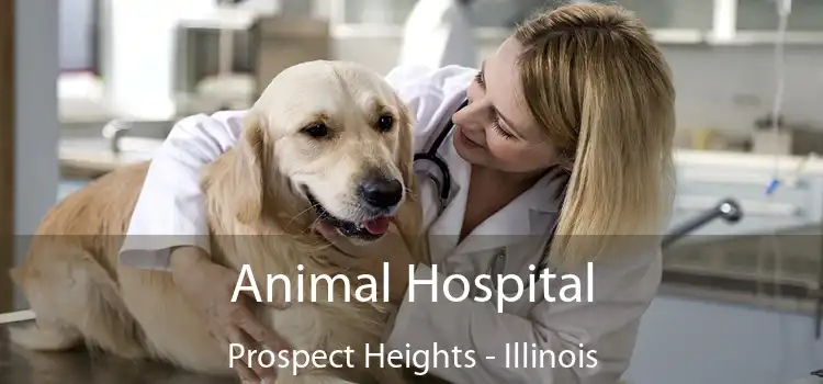 Animal Hospital Prospect Heights - Illinois