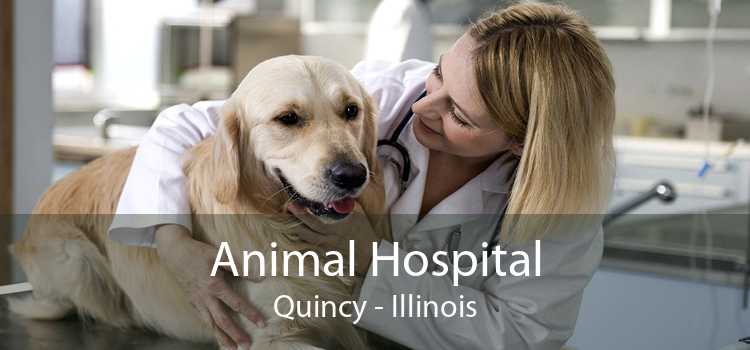 Animal Hospital Quincy - Illinois