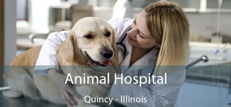 Animal Hospital Quincy - Illinois