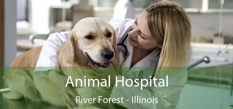 Animal Hospital River Forest - Illinois