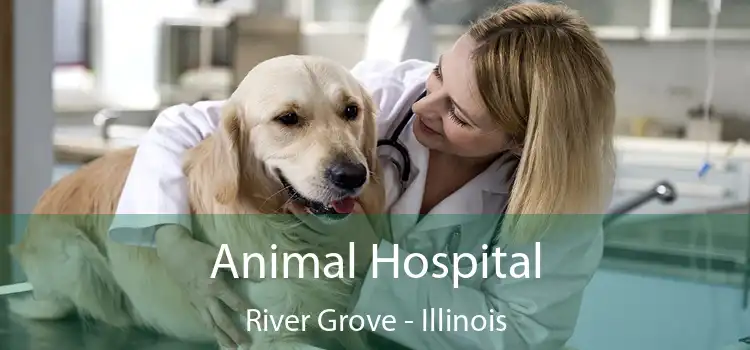 Animal Hospital River Grove - Illinois