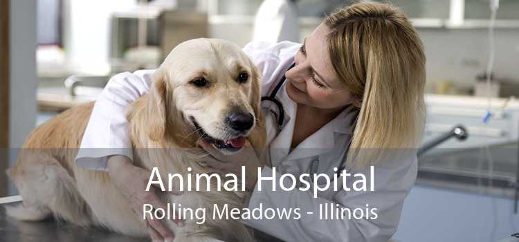 Animal Hospital Rolling Meadows - Illinois