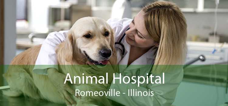 Animal Hospital Romeoville - Illinois