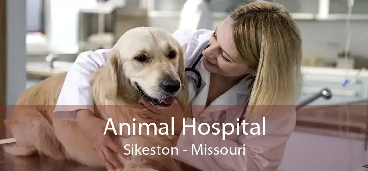 Animal Hospital Sikeston - Missouri