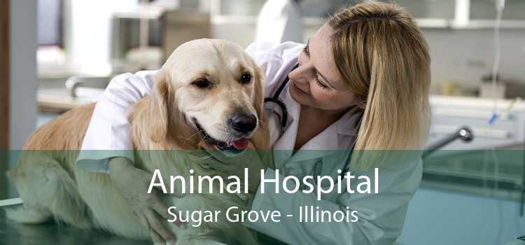 Animal Hospital Sugar Grove - Illinois