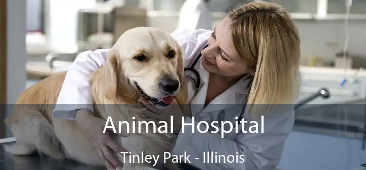 Animal Hospital Tinley Park - Illinois