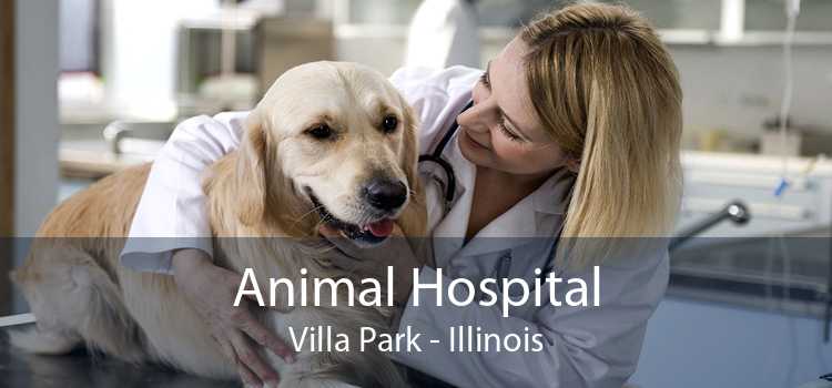 Animal Hospital Villa Park - Illinois