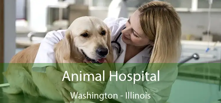 Animal Hospital Washington - Illinois