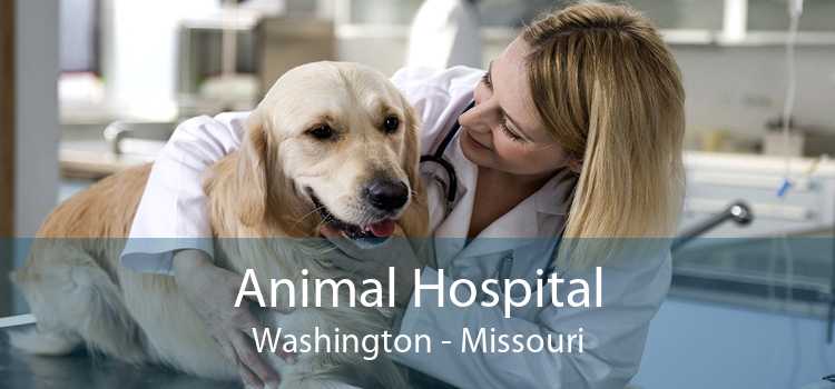 Animal Hospital Washington - Missouri