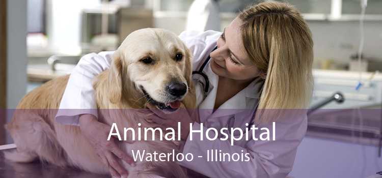 Animal Hospital Waterloo - Illinois