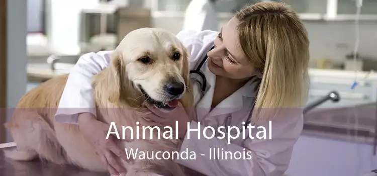 Animal Hospital Wauconda - Illinois