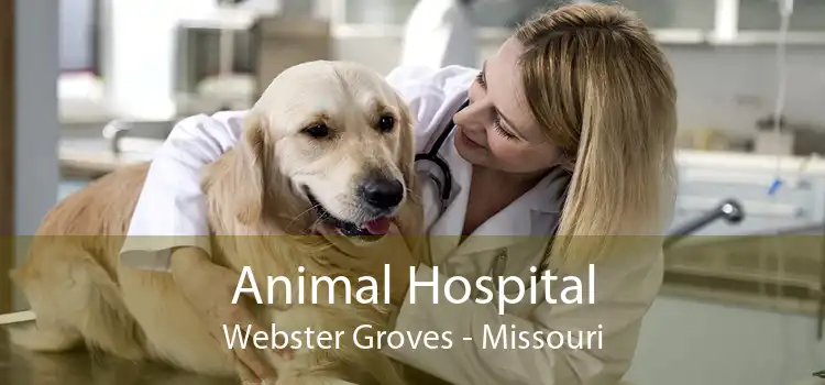 Animal Hospital Webster Groves - Missouri