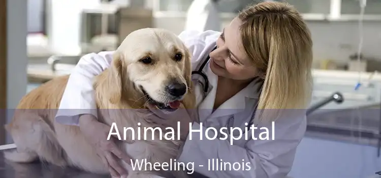 Animal Hospital Wheeling - Illinois