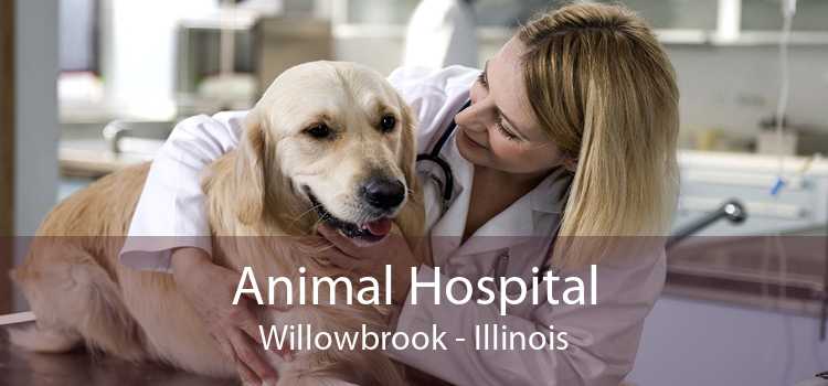 Animal Hospital Willowbrook - Illinois