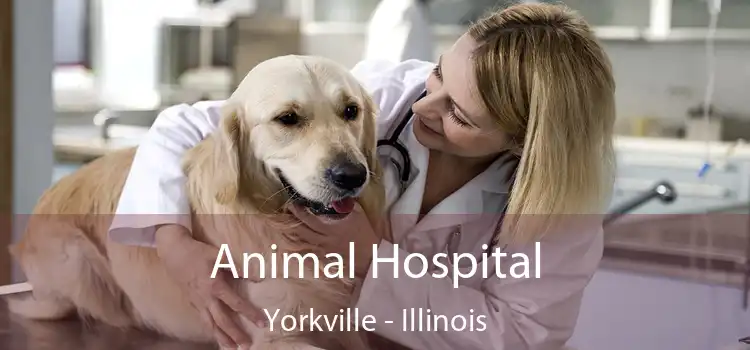 Animal Hospital Yorkville - Illinois