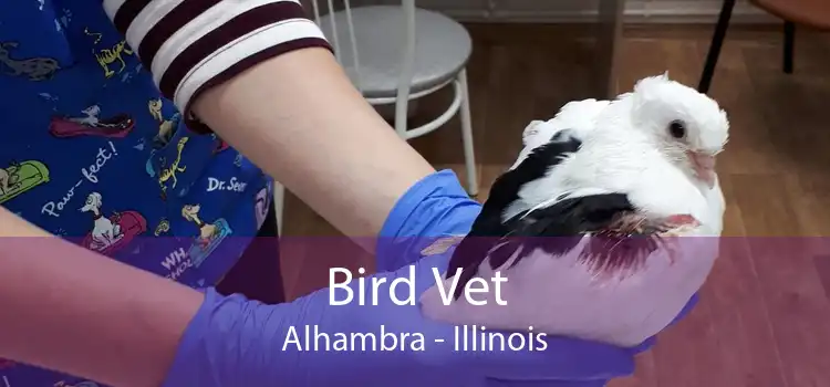 Bird Vet Alhambra - Illinois