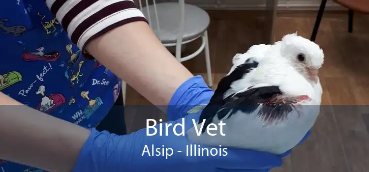 Bird Vet Alsip - Illinois