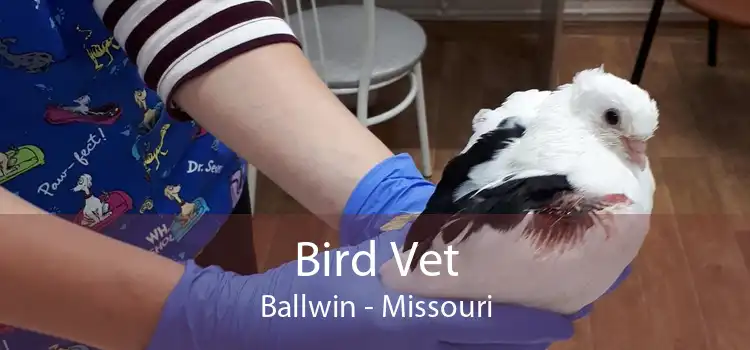 Bird Vet Ballwin - Missouri