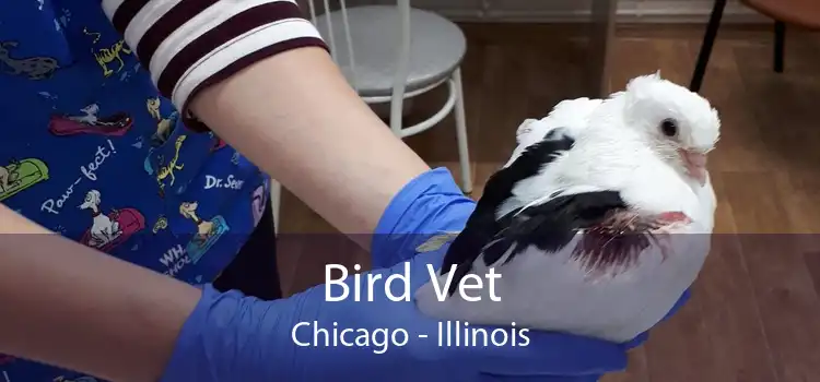 Bird Vet Chicago - Illinois