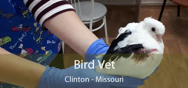 Bird Vet Clinton - Missouri